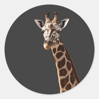 Cute Giraffe Is Looking At You! Classic Round Sticker