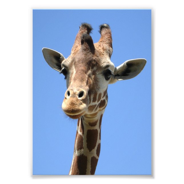 Cute Giraffe Photo Print (Front)