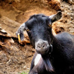 CUTE GOAT<br><div class="desc">A cute little goat posing for the camera.</div>