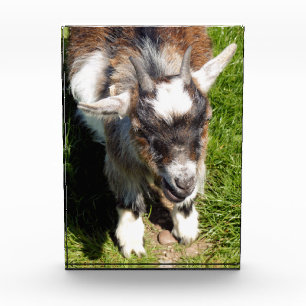 CUTE GOAT PHOTO BLOCK