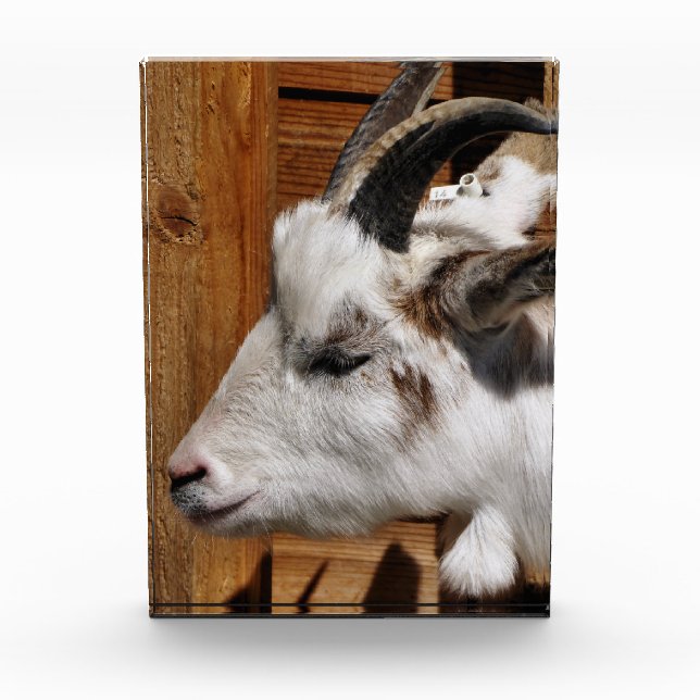 CUTE GOAT  PHOTO BLOCK (Front)