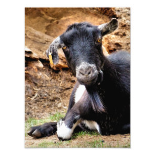 CUTE GOAT PHOTO PRINT