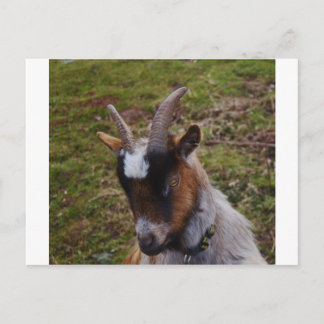 Cute Goat. Postcard