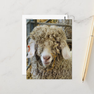 CUTE GOAT POSTCARD