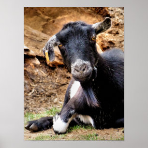 CUTE GOAT POSTER