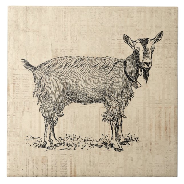 Cute Goat with Bell Illustration Antique Script Tile (Front)