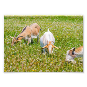 Cute Goats Farm Animals Photo Print