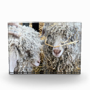 CUTE GOATS  PHOTO BLOCK