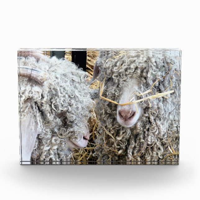 CUTE GOATS  PHOTO BLOCK (Front)