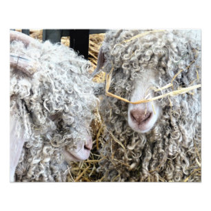 CUTE GOATS  PHOTO PRINT