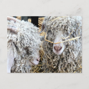 CUTE GOATS POSTCARD