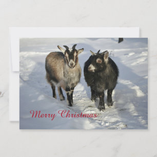 Cute Goats Snow Photo Christmas Flat Holiday Card