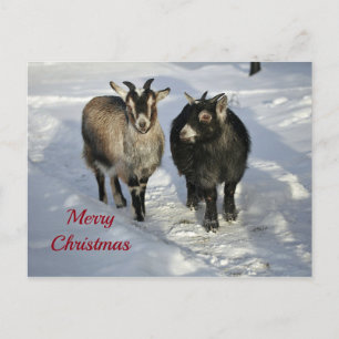 Cute Goats Snow Photo Christmas Postcard
