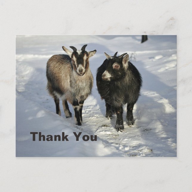 Cute Goats Snow Photo Thank You Postcard (Front)