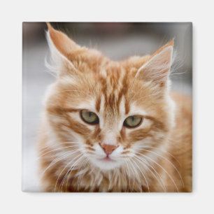 Cute gold and white Cat Magnet