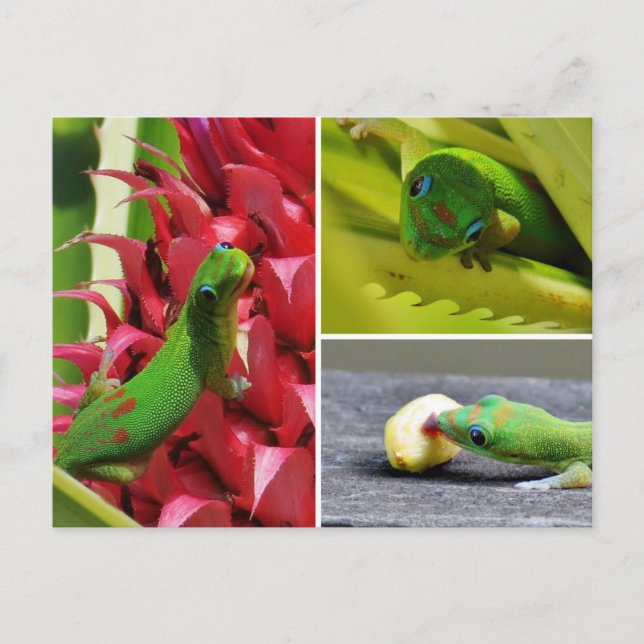 Cute gold dust day gecko pink pineapple Hawaii Postcard (Front)