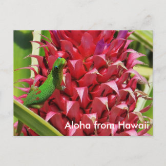 Cute gold dust day gecko pink pineapple Hawaii Postcard