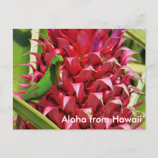 Cute gold dust day gecko pink pineapple Hawaii Postcard (Front)