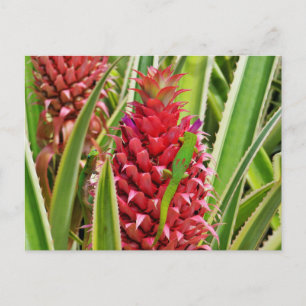 Cute gold dust day geckos on a pineapple postcard