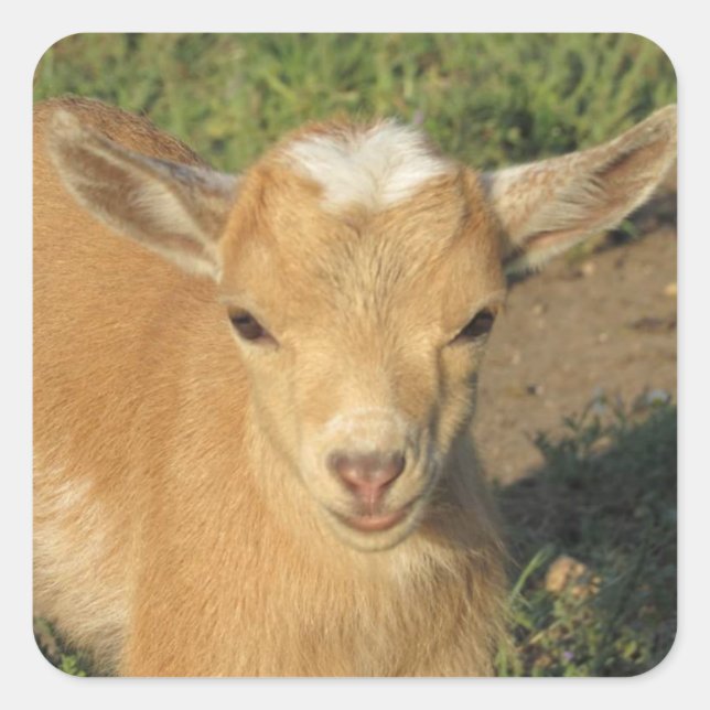 Cute Gold Nigerian Dwarf Dairy Goat Kid Square Sticker (Front)