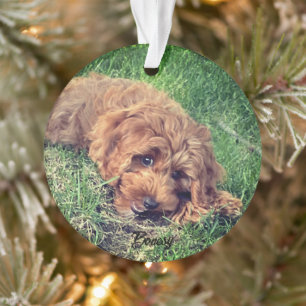 Cute Golden Doodle Ornament