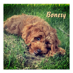 Cute Golden Doodle Poster