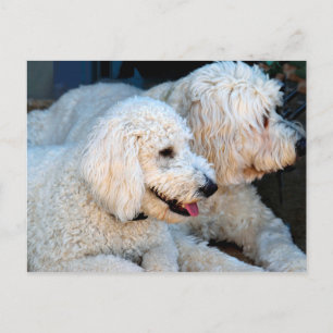Cute Golden Doodles background Postcard