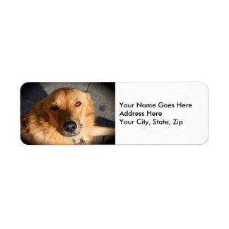 Cute Golden Retriever Dog