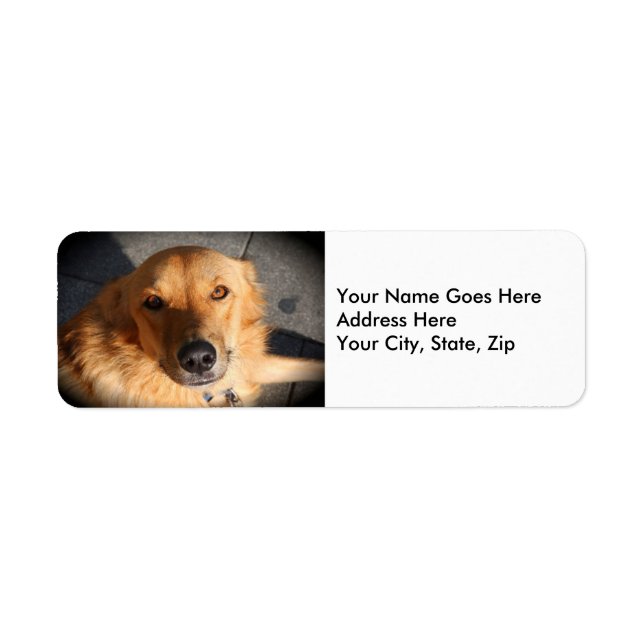 Cute Golden Retriever Dog (Front)