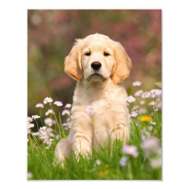 Cute Golden Retriever Dog Puppy  - Paperprint Photo Print (Front)