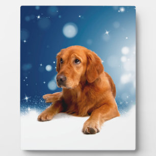 Cute Golden Retriever Dog Sitting in Snow Stars Plaque