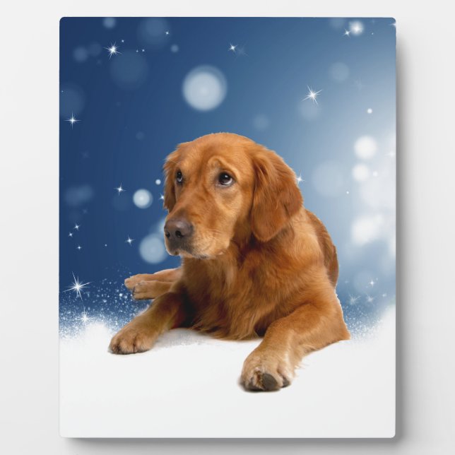Cute Golden Retriever Dog Sitting in Snow Stars Plaque (Front)