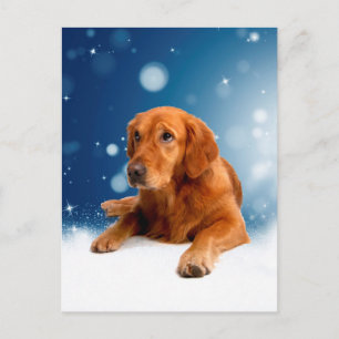 Cute Golden Retriever Dog Sitting in Snow Stars Postcard