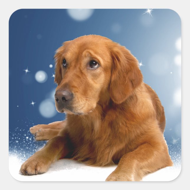 Cute Golden Retriever Dog Sitting in Snow Stars Square Sticker (Front)