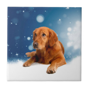 Cute Golden Retriever Dog Sitting in Snow Stars Tile