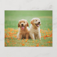 Cute Golden Retriever Puppies Photo