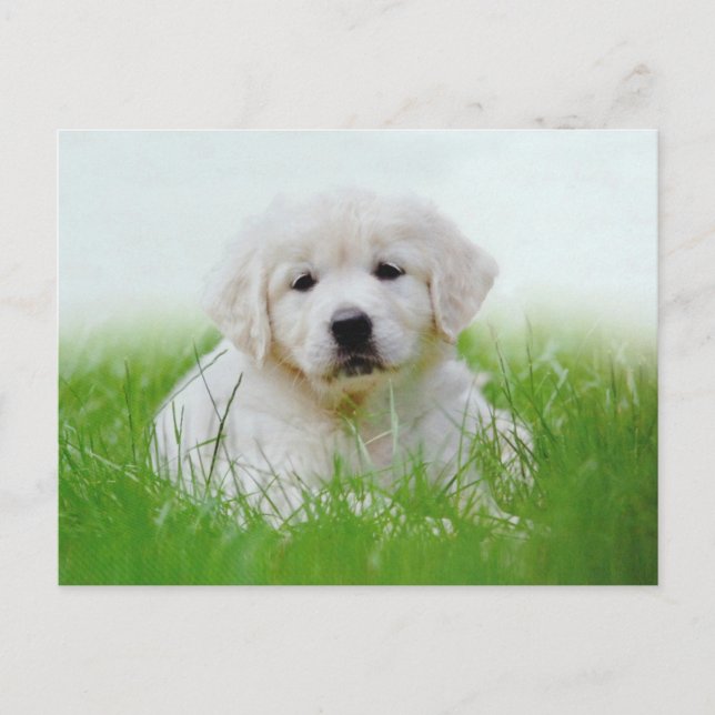 Cute Golden Retriever Puppy Dog Green Grass Postcard (Front)