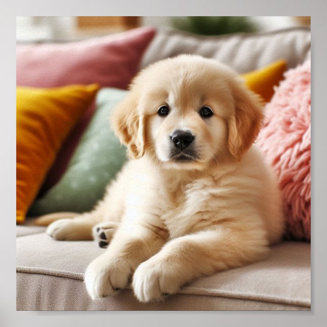 Cute Golden Retriever puppy Poster (Front)