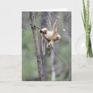 Cute Golden Snub-nosed Monkey on Tree Branches Card