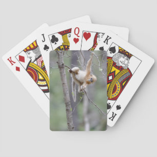 Cute Golden Snub-nosed Monkey on Tree Branches Playing Cards