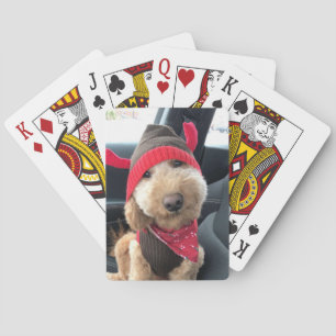 Cute Goldendoodle in His Christmas Outfit Playing Cards