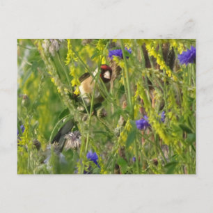 Cute Goldfinch in Wild Flowers Field DIY Postcard