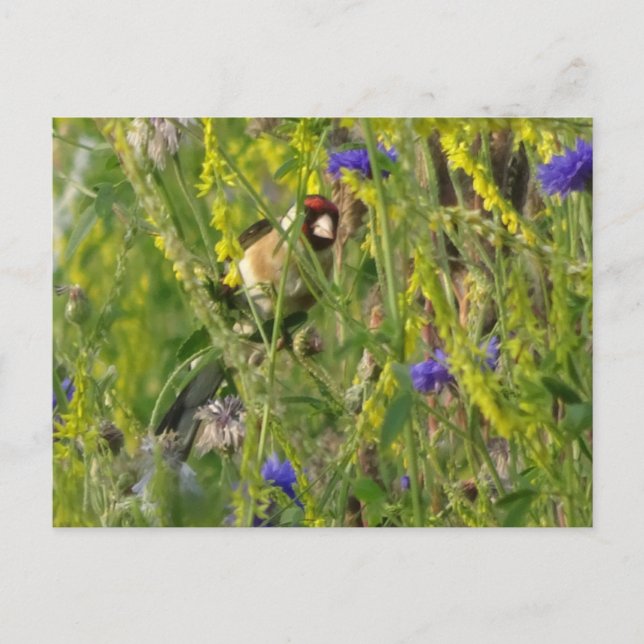 Cute Goldfinch in Wild Flowers Field DIY Postcard (Front)