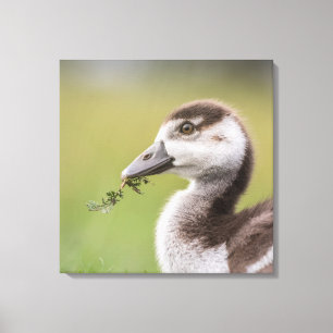 Cute Goose Chick Nature Photo Canvas Print