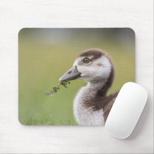 Cute Goose Chick Nature Photo Mouse Mat