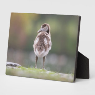 Cute Goose Chick Nature Photo Mouse Pad Plaque