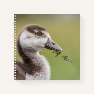 Cute Goose Chick Nature Photo Notebook