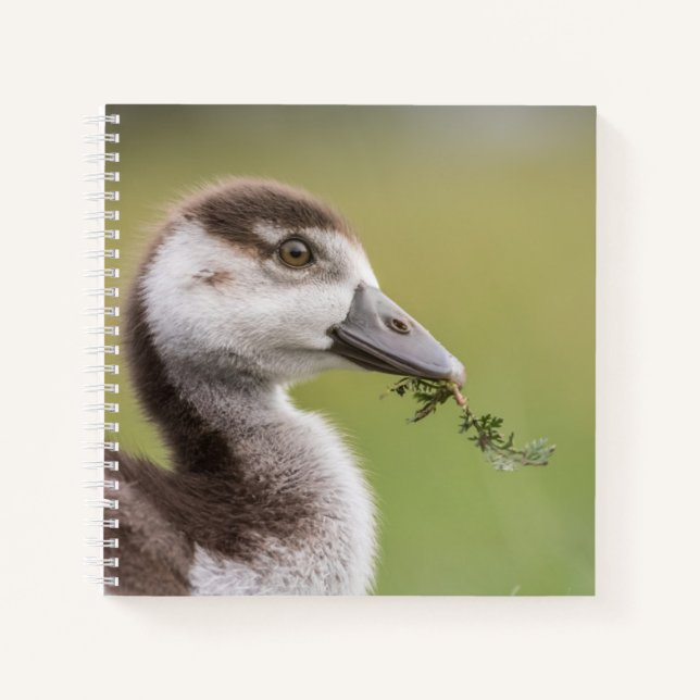 Cute Goose Chick Nature Photo Notebook (Front)