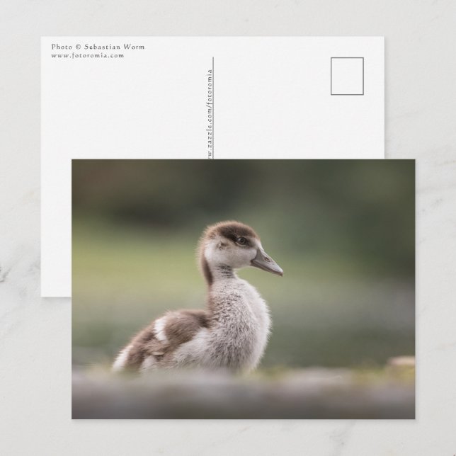 Cute Goose Chick Nature Photo Postcard (Front/Back)