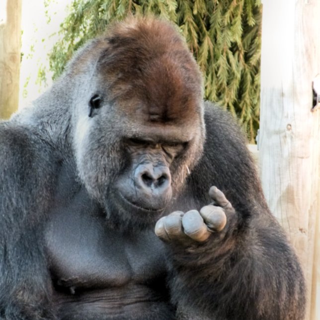 CUTE GORILLA CANVAS PRINT (Creator Uploaded)